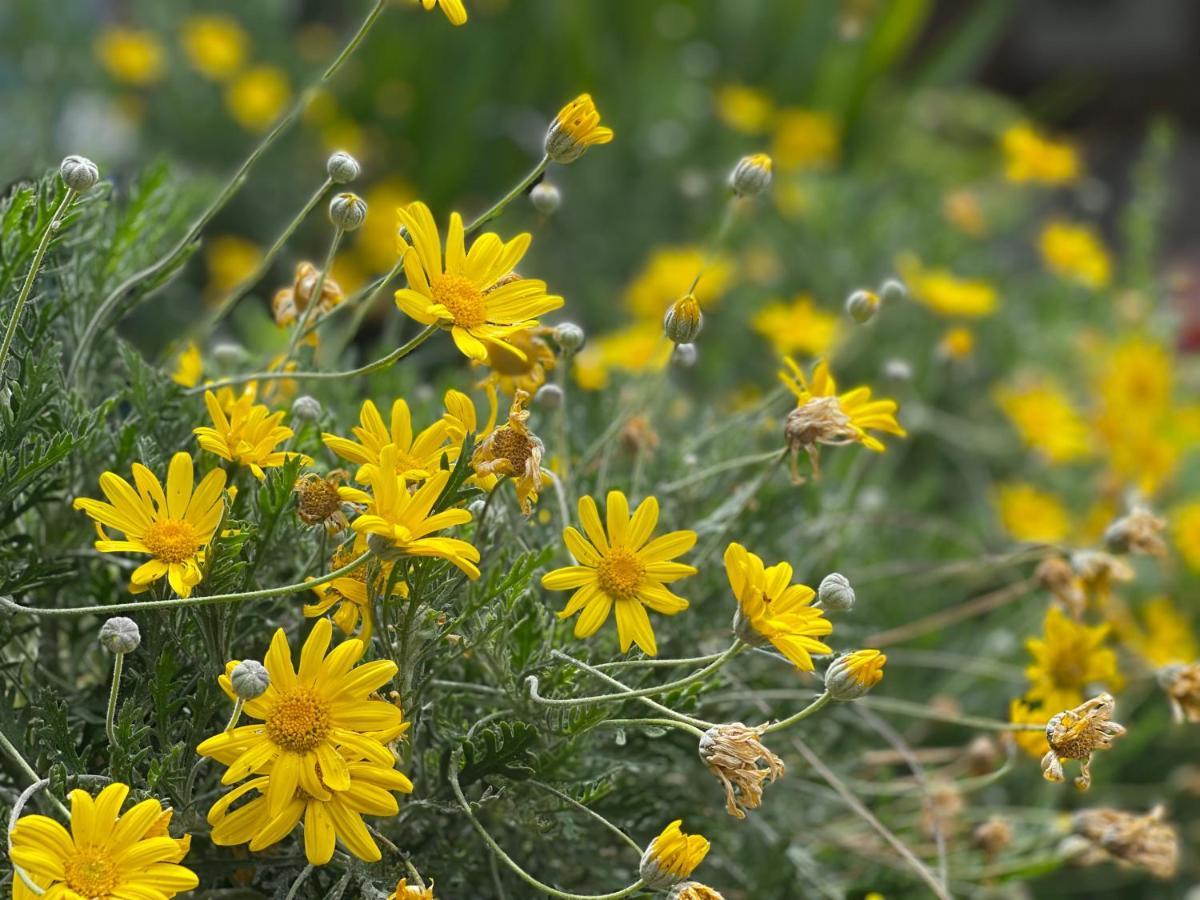 Abeille Acomodação com café da manhã Vence Exterior foto